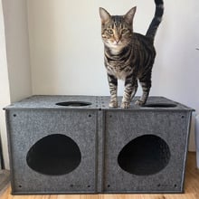Pryde Cat Play Cube